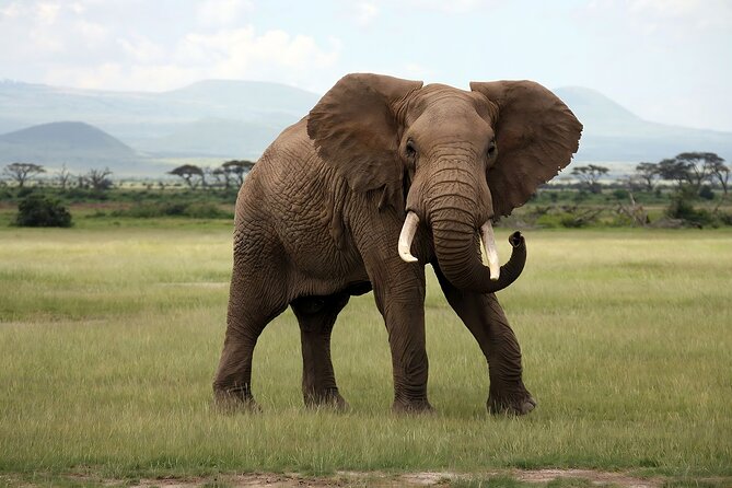 3 Days Big Five Unforgetable Lodging Tanzania Safari - Booking details worth checking before you go