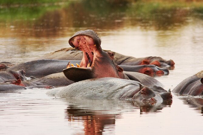 3 Days Big Five Unforgetable Lodging Tanzania Safari - The camp experience between game drives