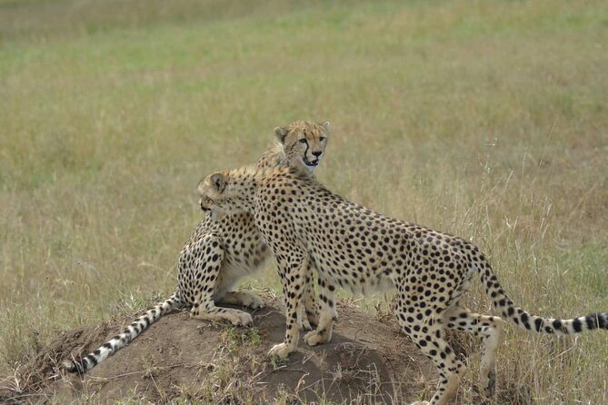 3-Days Budget Lodge Safari - Tarangire, Ngorongoro & Lake Manyara - A Three-Day Safari With No Spare Hours
