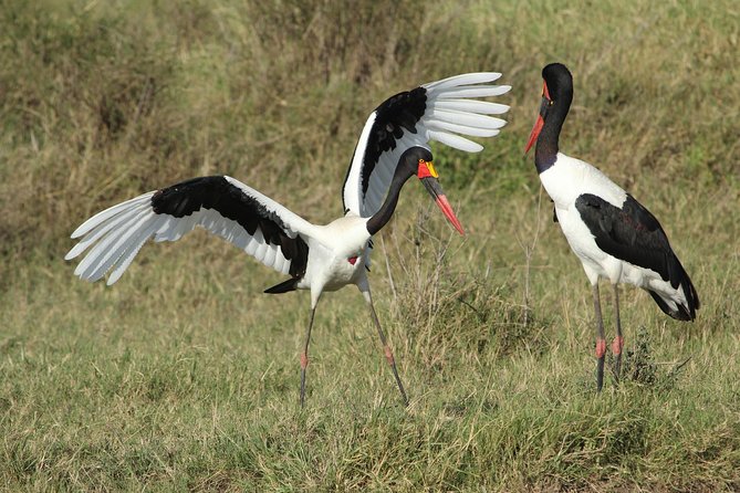 3 Days Camping Safari Tarangire, Lake Manyara and Ngorongoro Crater - Day 3: The Ngorongoro Crater finale