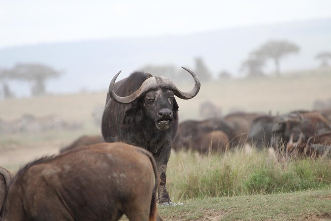 3 Days Camping Safari Tarangire, Lake Manyara and Ngorongoro Crater - Who should book this safari