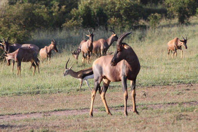 3 Days Camping Safari Tarangire, Lake Manyara and Ngorongoro Crater - Day 2: Lake Manyara from forest to shoreline