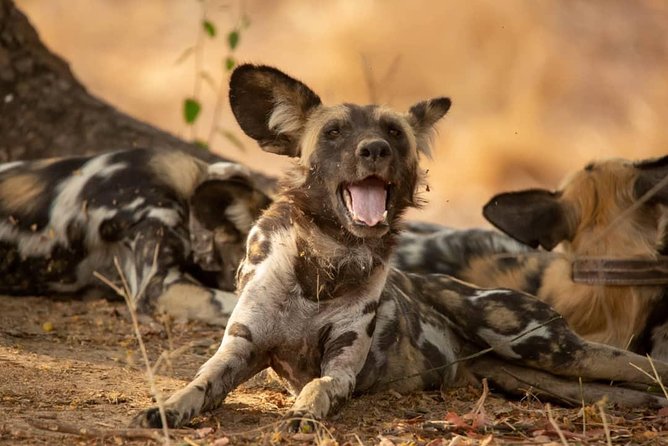 3 Days Explore Selous Game Reserve + Boat safari + bushman walking - Why this Selous trip feels different