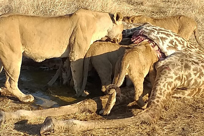 3 Days Explore Selous Game Reserve + Boat safari + bushman walking - Day one: arriving, settling in, and taking to the Rufiji River