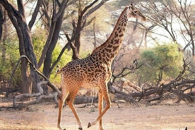 3 Days Explore Selous Game Reserve + Boat safari + bushman walking - What the private format changes