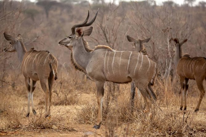 3 Days Explore Selous Game Reserve + Boat safari + bushman walking - Is the $800 price good value?