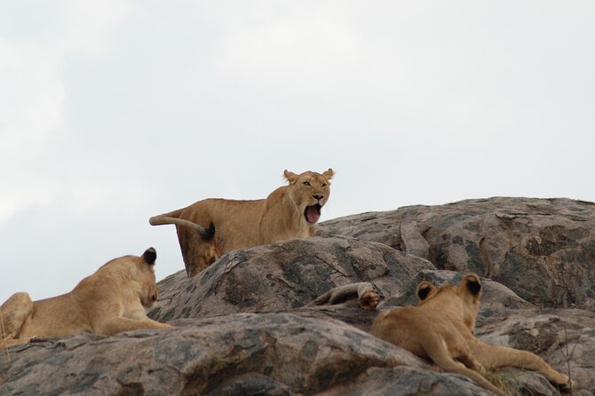 3 Days Exploring Serengeti & Ngorongoro Crater from Arusha - Why this three-day route works