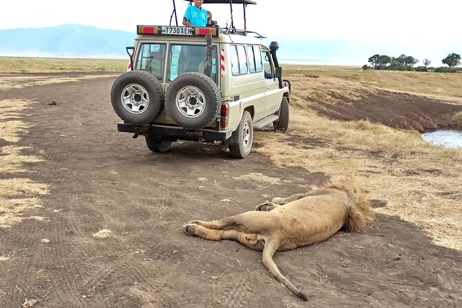 3 Days Exploring Serengeti & Ngorongoro Crater from Arusha - Day 3: Down into Ngorongoro Crater