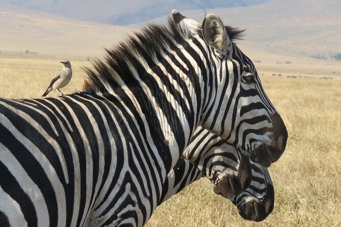 3 Days Exploring Serengeti & Ngorongoro Crater from Arusha - What the private format changes