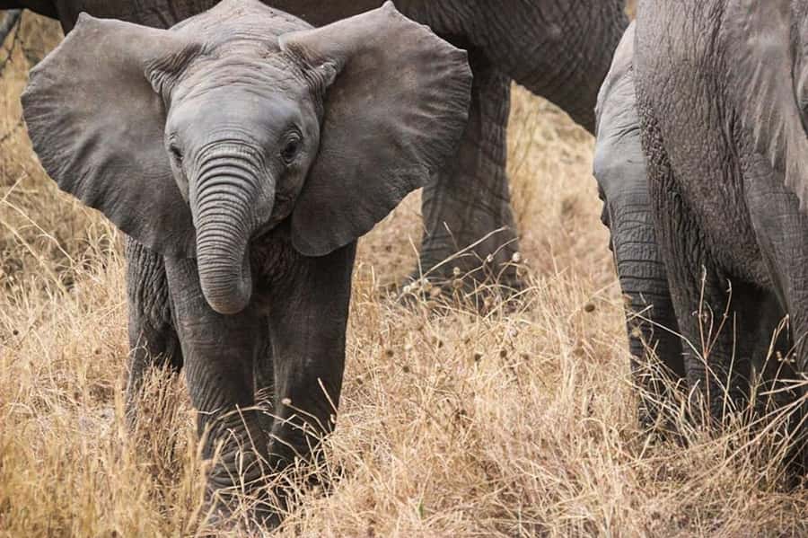 3 Days Flight Package Zanzibar to Nyerere/Selous - What the Selous Safari Lodge is really like