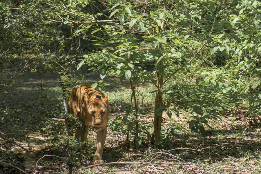 3 Days Flight Package Zanzibar to Nyerere/Selous - A 90-minute bush walk with a local guide