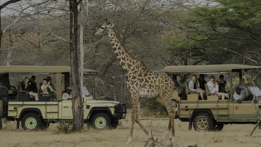 3 Days Flight Package Zanzibar to Nyerere/Selous - The full-day Nyerere game drive