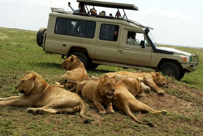 3 Days Fly in & Out Serengeti Park - Day two: the main wildlife day