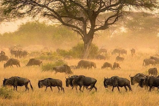 3 days fly in safari - Day 2: an early wildlife search around Seronera