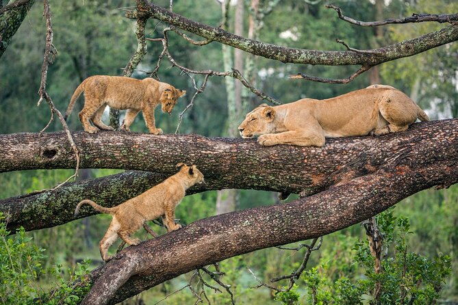 3 Days Group Joining Serengeti and Ngorongoro Safari - Key points to know before you book