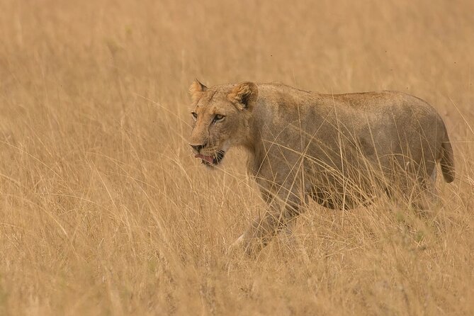 3 Days Group Joining Serengeti and Ngorongoro Safari - Why this short northern-circuit safari works