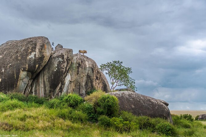3 Days Group Joining Serengeti and Ngorongoro Safari - Day 3: Five hours on the crater floor