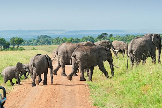 3 Days Group Joining Serengeti and Ngorongoro Safari - Day 2: Morning wildlife, then the road to Ngorongoro