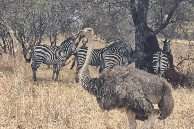3 Days Group Safari Serengeti & Ngorongoro - Why this safari works in only three days
