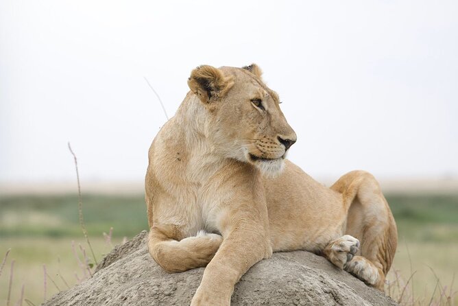 3 Days Group Safari Serengeti & Ngorongoro - Day 3: Wildlife inside Ngorongoro Crater