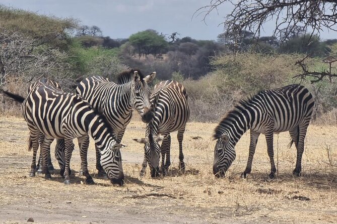 3 Days Group Safari Serengeti & Ngorongoro - Wildlife you might see across the two parks