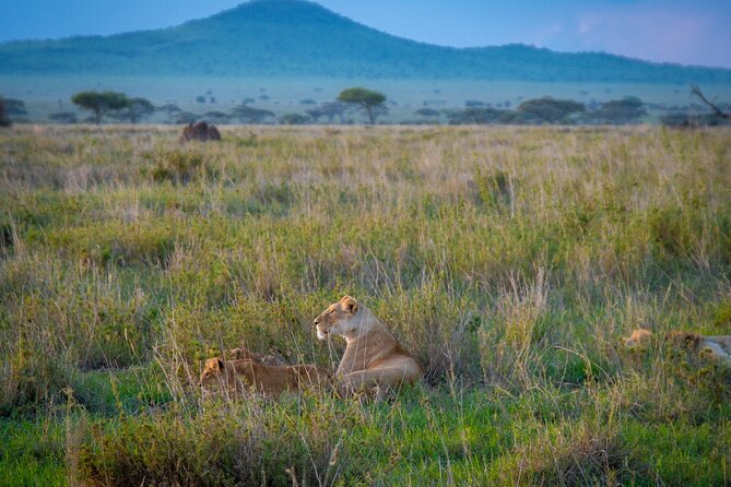 3 Days Group Safari Serengeti & Ngorongoro - Day 2: More Serengeti before Simba Campsite