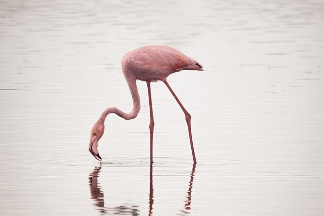 3 days Group tour Tarangire, Ngorongoro & lake manyara park - Day Three: Birds and Hippos at Lake Manyara