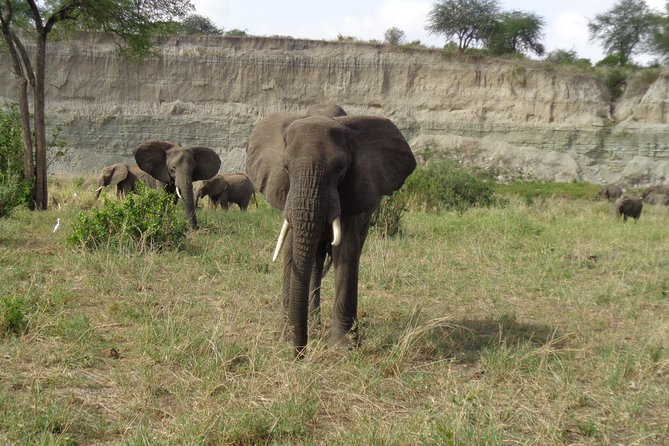 3 Days Lake Manyara, Ngorogoro Crater, Tarangire National Park - Why this three-day circuit works