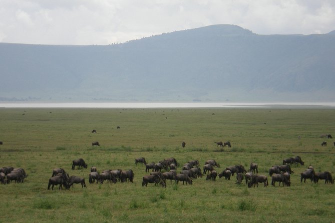 3 Days Lake Manyara, Ngorogoro Crater, Tarangire National Park - Day two: a full day inside Ngorongoro Crater