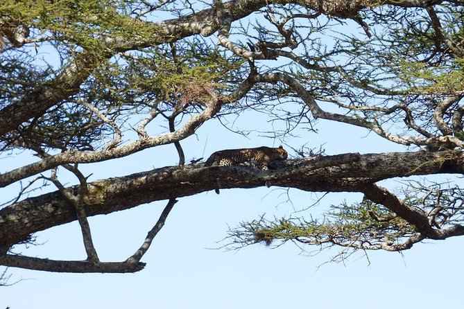 3 Days Lake Manyara, Ngorogoro Crater, Tarangire National Park - Day one: Tarangire’s river, elephants, and baobabs