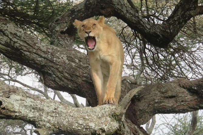 3 days leopard safaris - Day two: a full game drive in central Serengeti