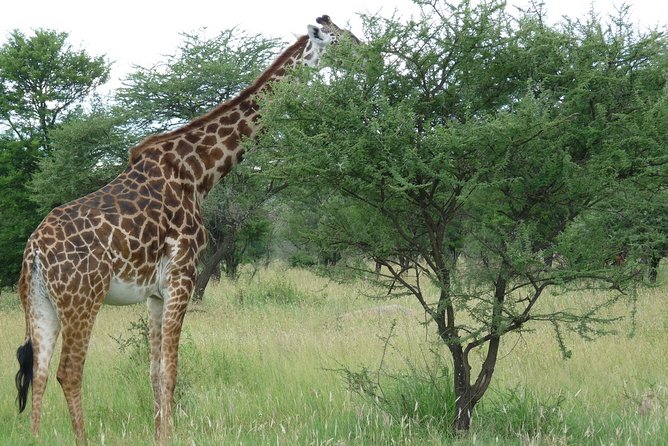3 Days Lodge Safari - Should you book the 3 Days Lodge Safari?