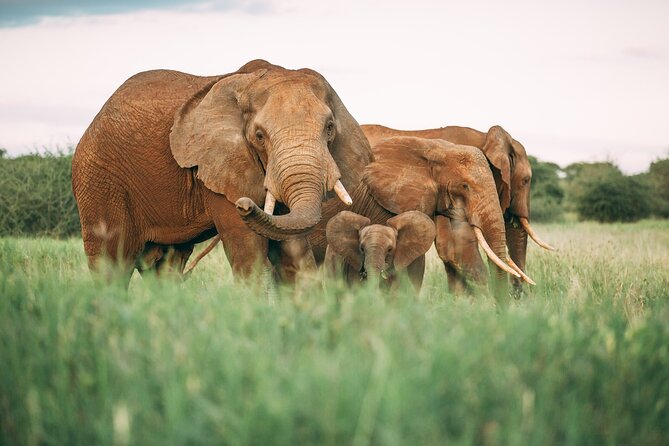 3-Days Lodge Safari in Tarangire, Ngorongoro Crater & Lake Manyara - Day one: Tarangire and its elephant country