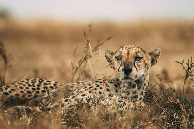 3-Days Lodge Safari in Tarangire, Ngorongoro Crater & Lake Manyara - Day two: a full day inside Ngorongoro Crater