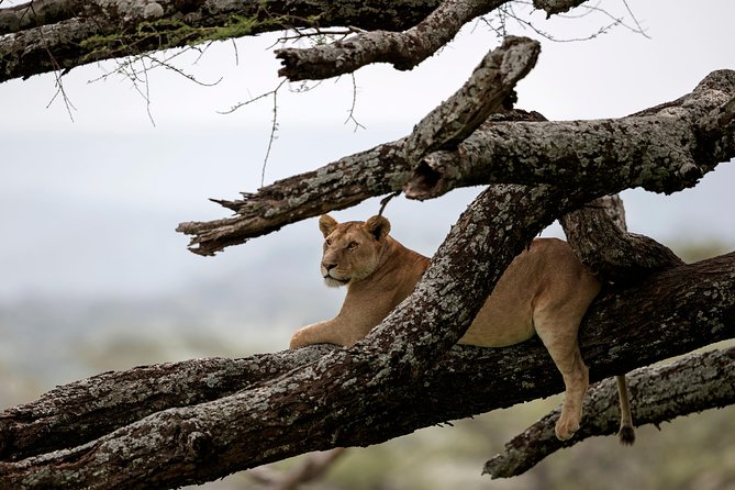 3 Days Luxury Lodge Safari in Tanzania - Key points at a glance