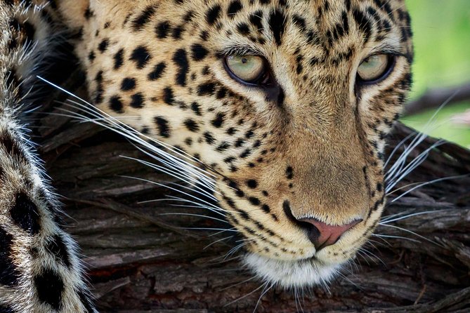 3 Days Luxury Lodge Safari in Tanzania - Day 3: Tarangire’s baobabs and elephant herds