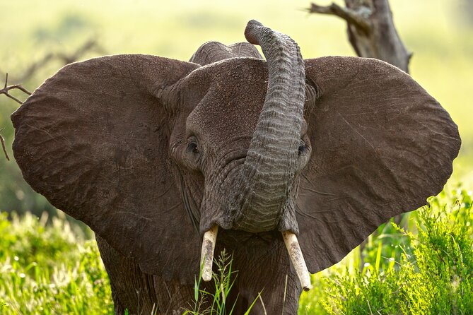 3 Days Luxury Lodge Safari in Tanzania - Why the private vehicle changes the experience