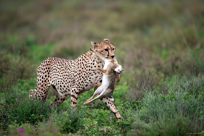 3 Days Luxury Lodge Safari in Tanzania - Day 1: Lake Manyara’s birds, monkeys, and open woodland