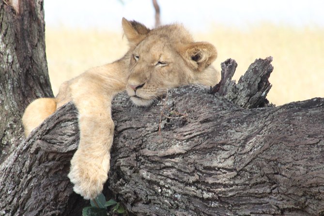 3 Days Luxury Safari - Three days, three very different sides of northern Tanzania