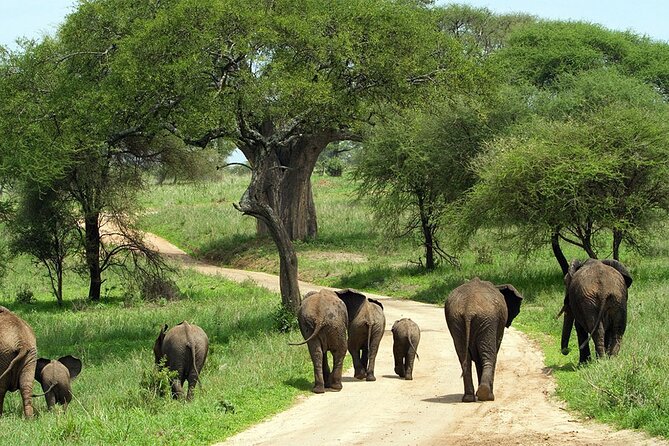 3 days Luxury Safari Tour in Tanzania - Day three: descending into Ngorongoro Crater
