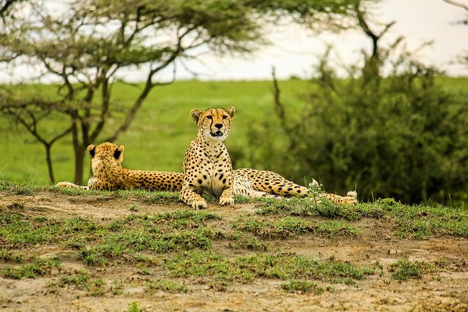 3 days Luxury Safari Tour in Tanzania - Is $3,743 per person a fair price?