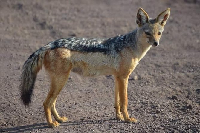 3 Days Mikumi National Park From Zanzibar or Dar es salaam - The early start from Zanzibar or Dar es Salaam