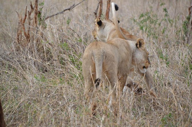 3 Days Mikumi National Park From Zanzibar or Dar es salaam - Day two: the main 10-hour game drive