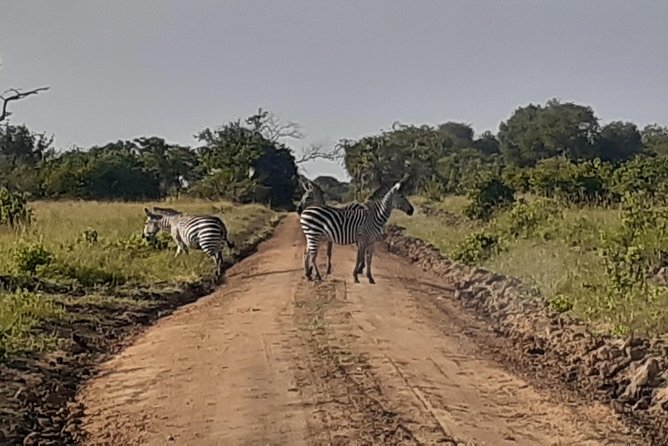 3 Days Mikumi National Park From Zanzibar or Dar es salaam - What the accommodation and meals add