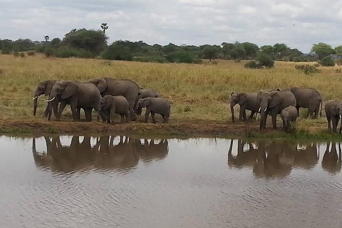 3 Days Mikumi National Park From Zanzibar or Dar es salaam - Day one: Morogoro lunch and your first park drive