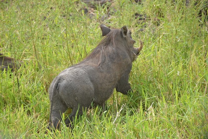 3 Days Mikumi National Park Private Tour - Day three: Maasai culture before the return journey