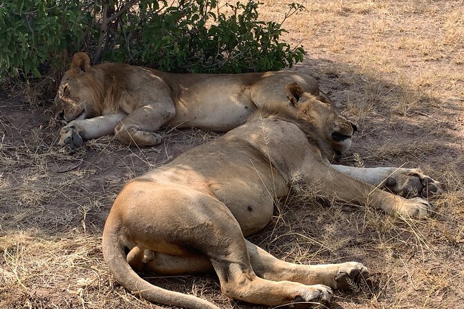 3 Days Mikumi National Park Private Tour - Day one: first game drive and a night inside the park