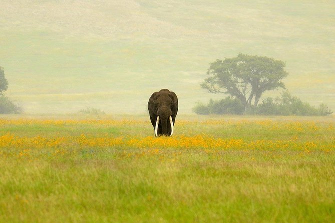 3 Days Northern Tanzania Adventure Camping Safari - Tarangire’s elephants and baobabs on day one