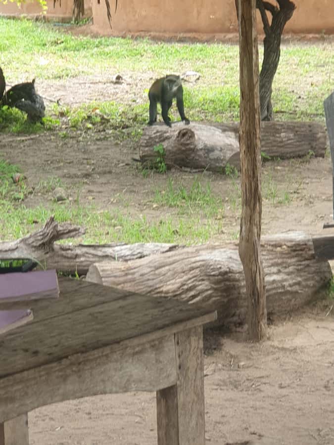 3 DAYS NYERERE NATIONAL PARK FROM ZANZIBAR BY FLIGHT. - Why this Zanzibar safari works in only three days