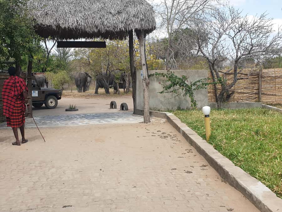 3 DAYS NYERERE NATIONAL PARK FROM ZANZIBAR BY FLIGHT. - A Maasai visit with a tourist edge